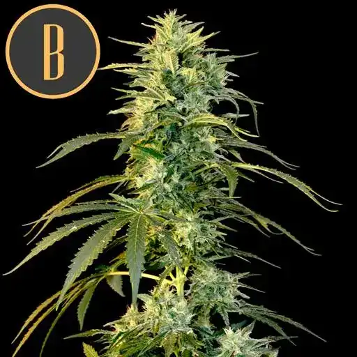 Blimburn Seeds Semena konoplje Wombat Feminized