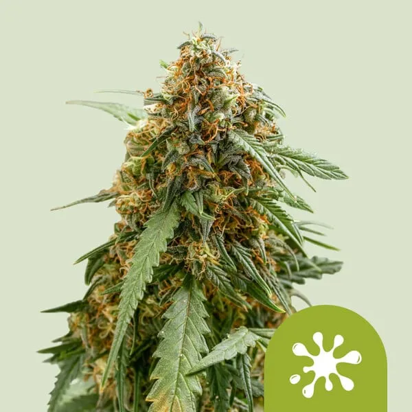Royal Queen Seeds Cannabis Seeds Sticky Queen Auto