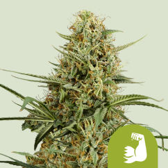 Royal Queen Seeds Sjemenke konoplje Hulkberry Auto