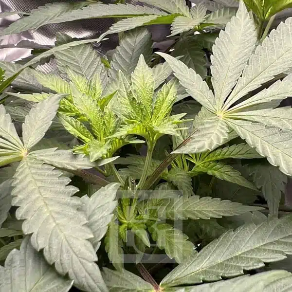 Blimburn Seeds Cannabis Seeds Cafe Racer Feminiseret