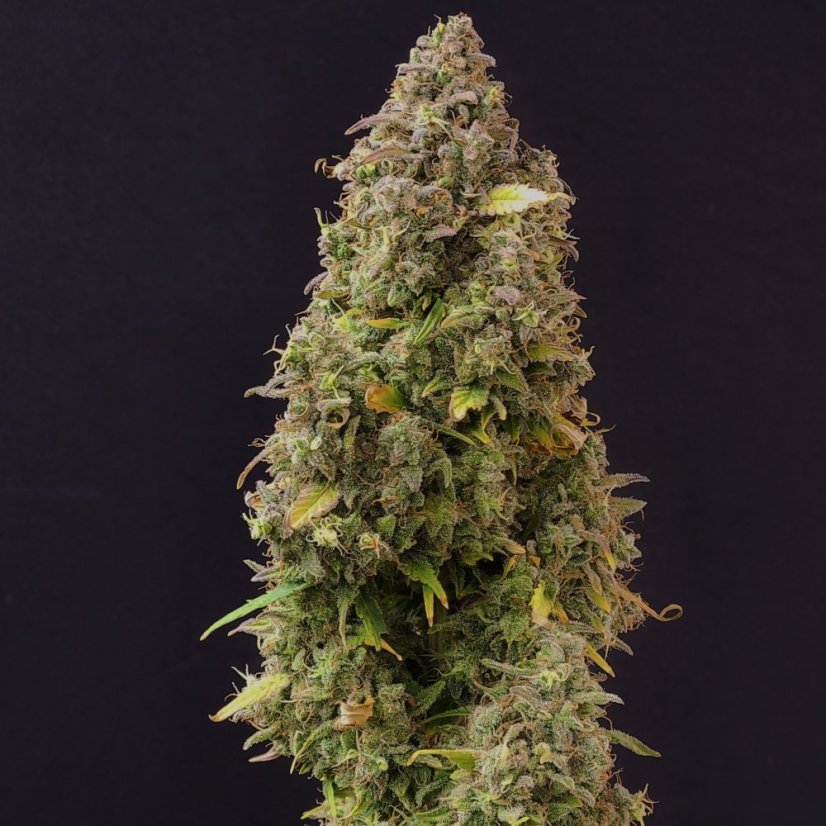 Doctor´s Choice Semințe Lowryder regulate (IBL) Auto Regular