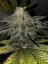 T.H.Seeds™ Semințe de canabis ediție regulată limitată French Kisz, pachet de 11