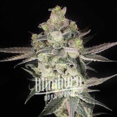 Blimburn Seeds Seminte de canabis Gary Payton feminizate