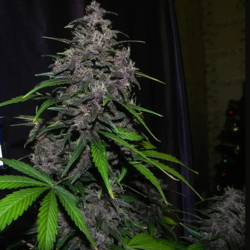 Fast Buds Cannabis Seeds LSD-25 Auto