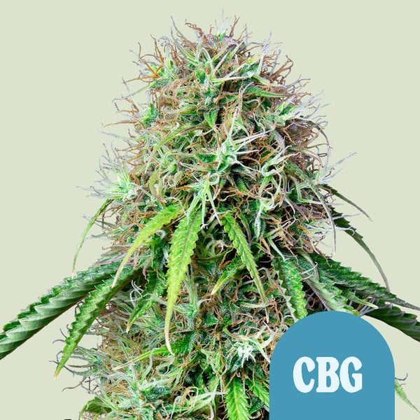 Royal Queen Seeds Cannabis Seeds Royal CBG Auto (korkea CBD)