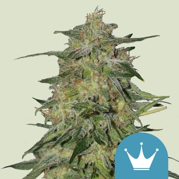 Royal Queen Seeds Cannabis Seeds Royal Highness Feminized (korkea CBD)