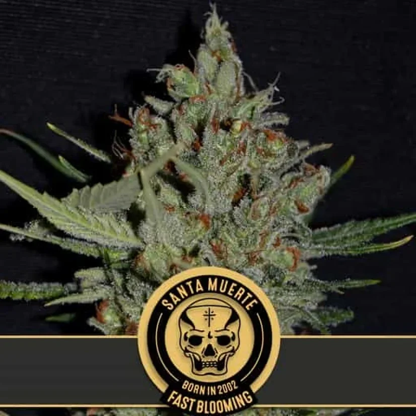 Blimburn Seeds Cannabisfrø Santa Muerte hurtigt blomstrende feminiseret