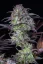 Fast Buds Sjemenke konoplje Blueberry Auto