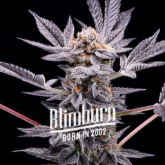 Blimburn Seeds Seminte de Cannabis Zoap Feminizate