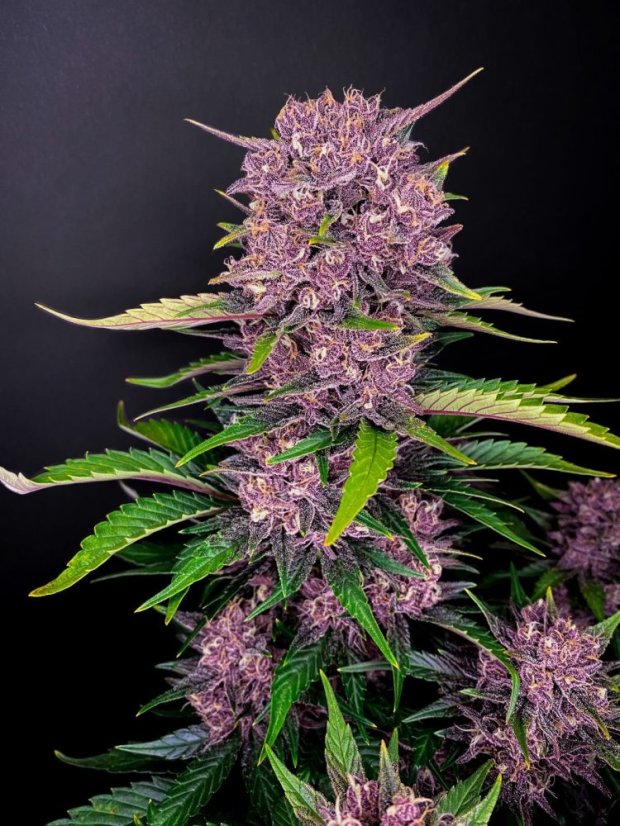 Fast Buds Sjemenke konoplje Purple Lemonade Auto