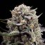 Silent Seeds Seminte de Canabis B-45 By Booba Feminizate