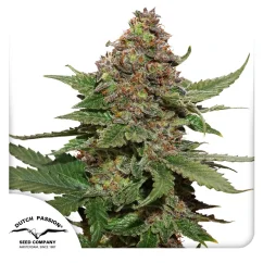 Dutch Passion Seminte de canabis Strawberry Cough® Feminizate