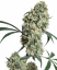 Sensi Seeds Graines de cannabis Ed Rosenthal Super Bud® Regular, 10 pcs