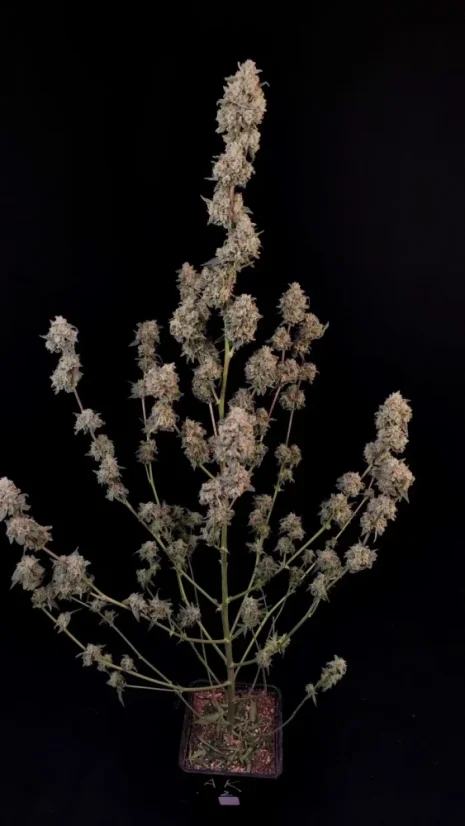 Semințe de Cannabis Fast Buds AK Auto