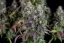 Fast Buds Sjemenke kanabisa Limunska pita Auto