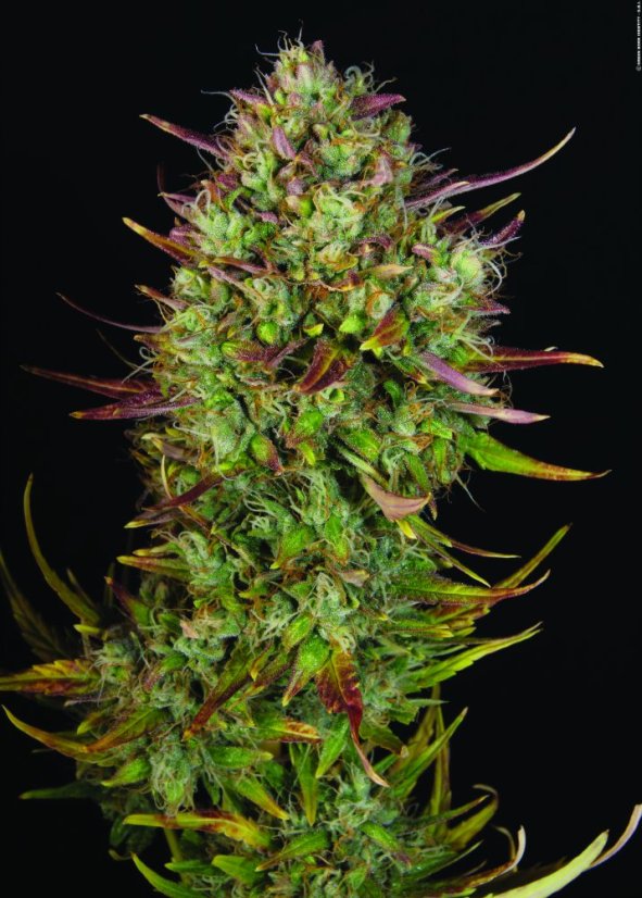 T.H.Seeds™ Seminte de canabis Auto MK-Ultra™, pachet 5+1, feminizate