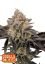 Fast Buds Sjemenke kanabisa Gorilla Cookies FF
