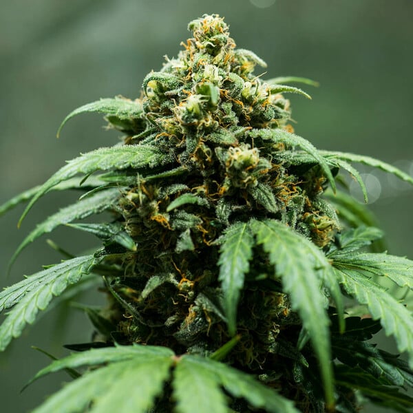 Royal Queen Seeds Seminte de canabis Royal Dwarf Auto