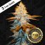 T.H.Seeds™ Seminte de canabis Strawberry Glue, 710 Limited Special Pack, feminizate