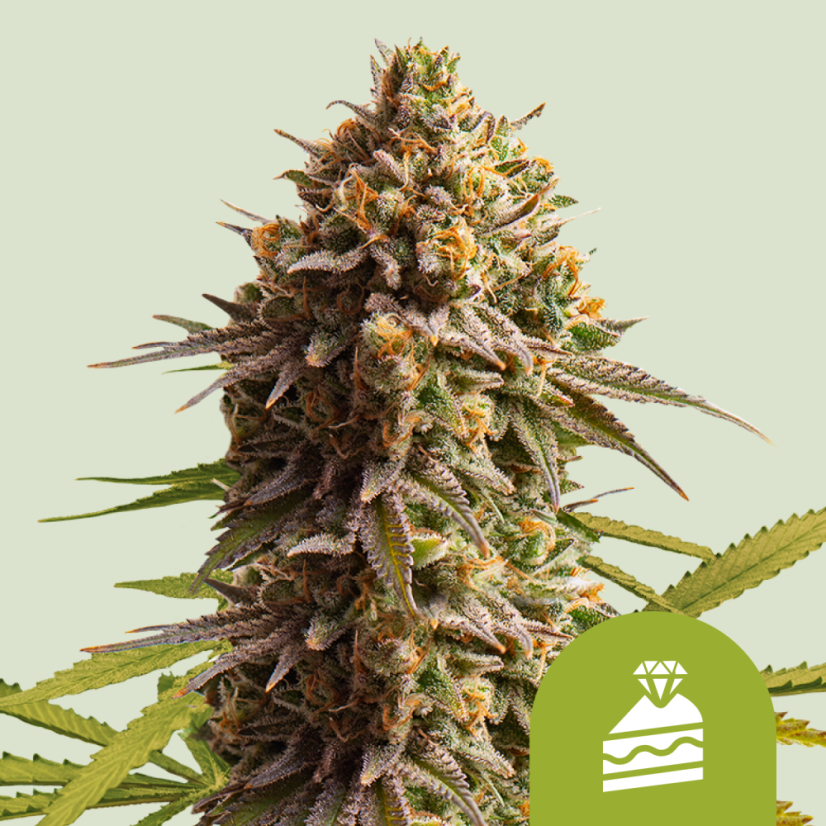 Royal Queen Seeds Seminte de canabis Tort de nunta Auto