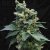 T.H.Seeds™ Sjemenke konoplje SAGE™'n Sour, pakiranje 5+1, obične