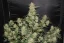 Fast Buds sjemenke konoplje OG Kush Auto