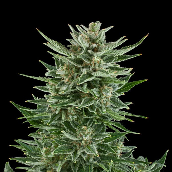 Royal Queen Seeds Seminte de canabis Easy Bud Auto