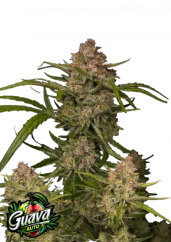 Fast Buds Sjemenke konoplje Guava Auto