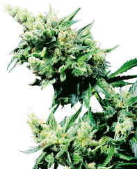 Sensi Seeds Semi di Cannabis Hash Plant® Regular, 10 pz
