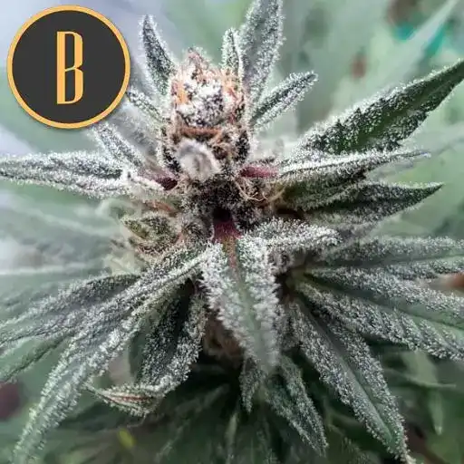 Blimburn Seeds Sementes de Cannabis Cindy 99 Feminizada