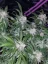 Fast Buds Sjemenke konoplje Tangie Auto