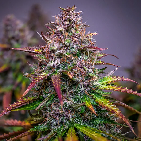 Royal Queen Seeds Semințe de canabis Bubble Kush Auto