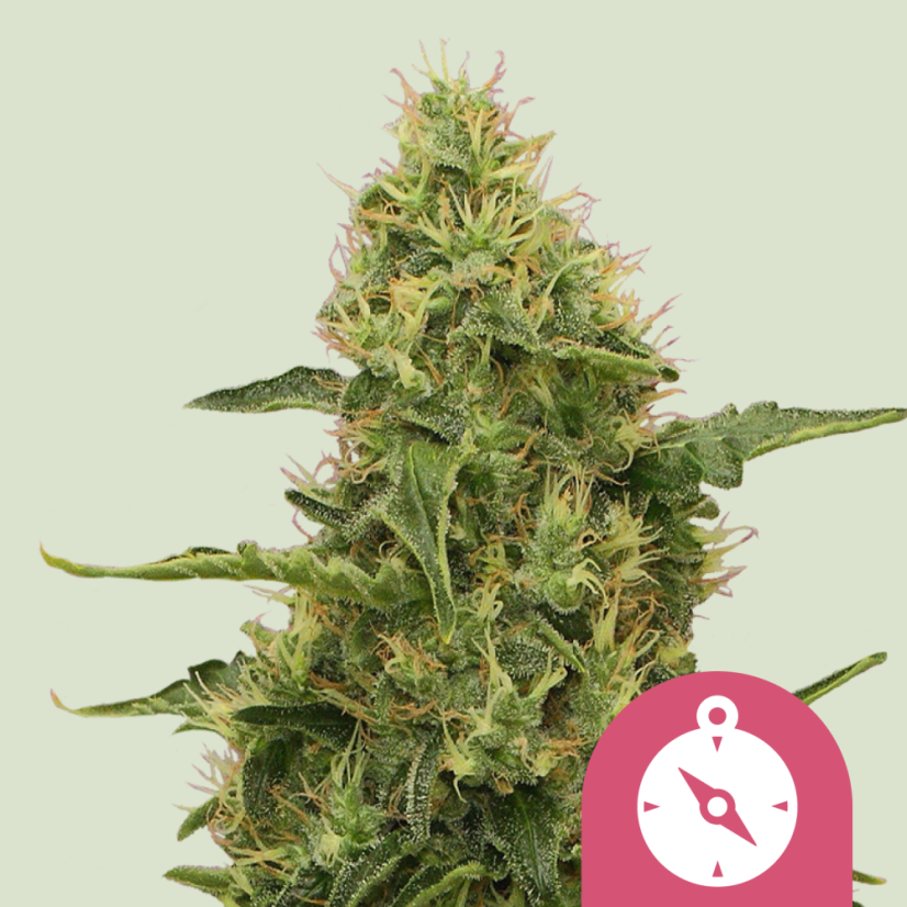 Royal Queen Seeds Seminte de canabis Northern Light feminizate