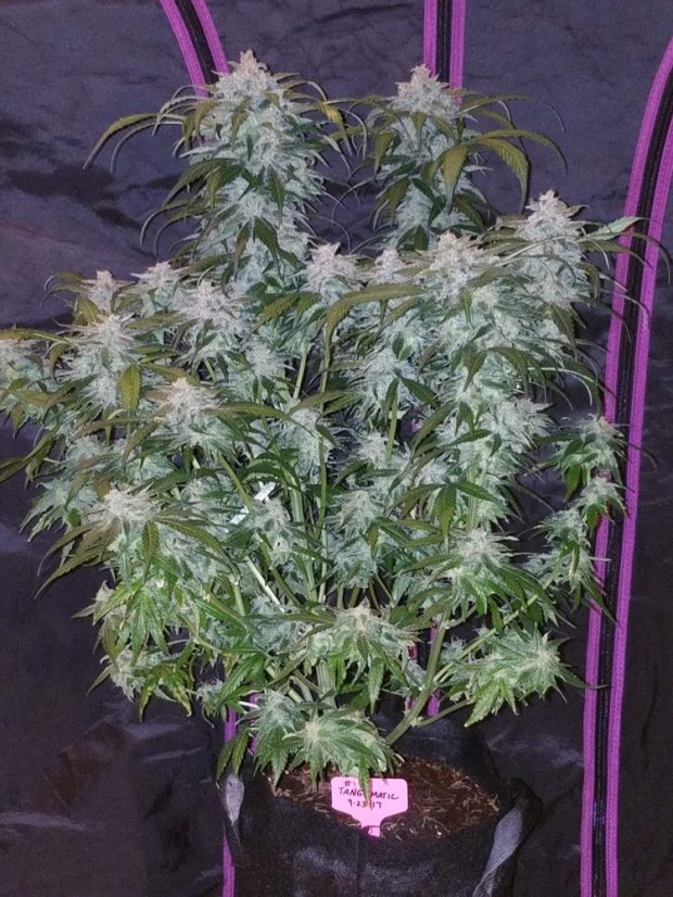 Fast Buds Sjemenke kanabisa Tangie Auto