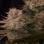 Doctor´s Choice Graines Chronic Fast F1 BX Régulières