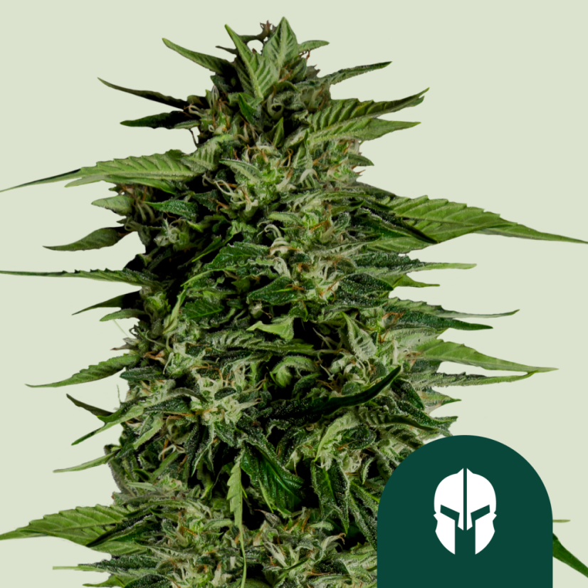 Semințe de canabis Royal Queen Seeds Hyperion F1 Auto