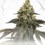 T.H.Seeds™ Semințe de canabis, ediție regulată limitată, prăjituri franțuzești X Tort de aniversare X SBC, pachet de 11