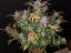 Fast Buds Kremasti kolačići sjemenki kanabisa, automatski