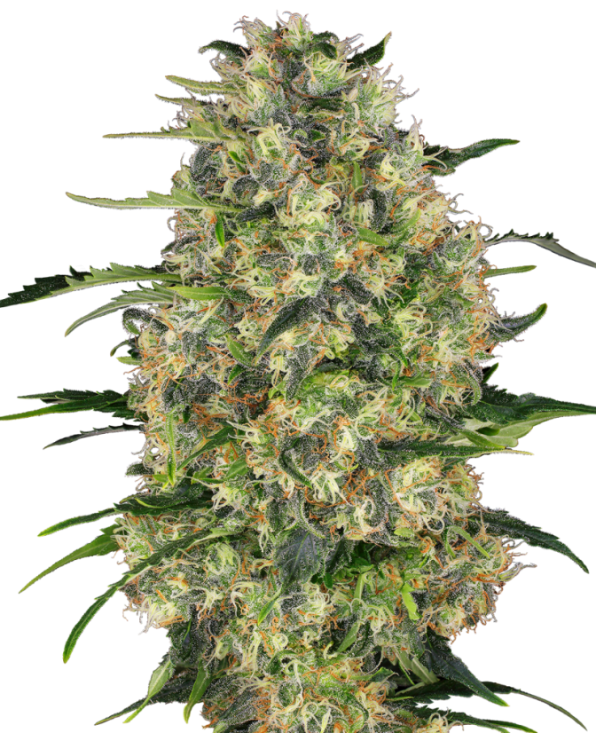 Sensi Seeds Seminte de canabis Black Domina® Regular, 10 buc