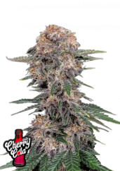 Fast Buds Sjemenke konoplje Cherry Cola Auto