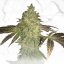 T.H.Seeds™ Semințe de canabis ediție regulată limitată Tort de aniversare X Tort de aniversare X SBC, pachet de 11