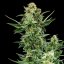 Royal Queen Seeds Seminte de canabis Royal Dwarf Auto