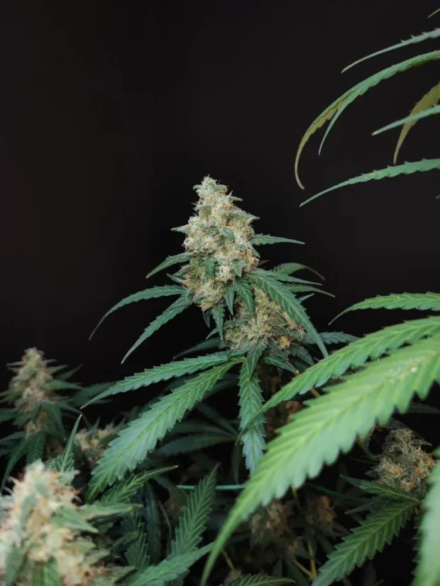 Fast Buds Sjemenke Kanabisa Cheese Auto