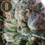 Blimburn Seeds Semi di Cannabis Green Crack Femminizzati
