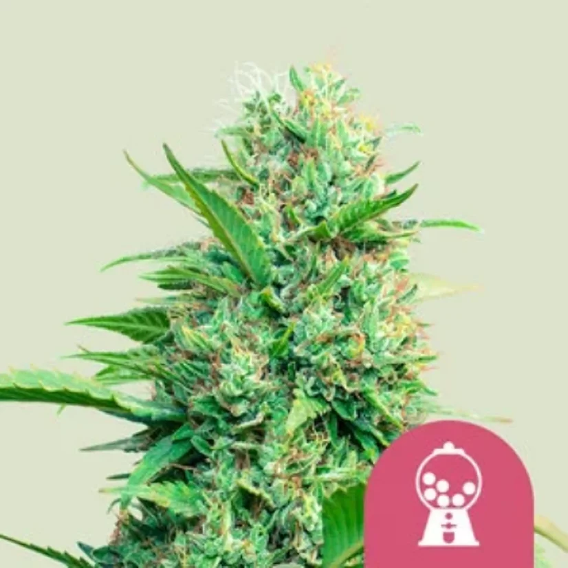 Royal Queen Seeds Seminte de canabis Pink Runtz feminizate