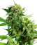 Sensi Seeds Seminte de canabis Blackberry Cake feminizate, 3-10 buc
