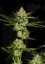 T.H.Seeds™ Graines de cannabis Underdawg™, paquet de 5+1, féminisées