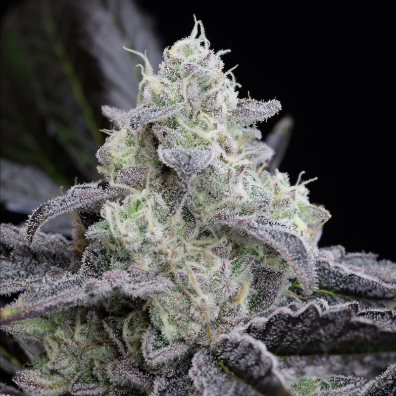 Silent Seeds Seminte de canabis exotice LA Vanilla Cake feminizate