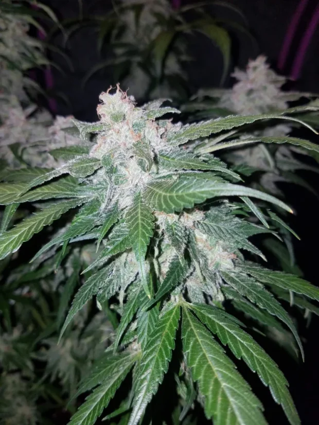 Fast Buds Sjemenke konoplje Tangie Auto