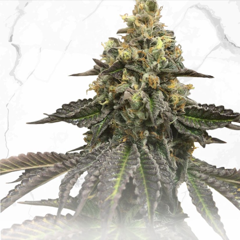 T.H.Seeds™ Semințe de canabis, ediție regulată limitată, prăjituri franțuzești X Tort de aniversare X SBC, pachet de 11